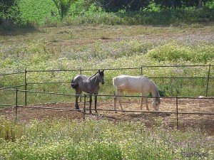 cerca para caballos