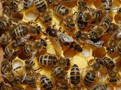 1280px-Bienenkoenigin_43a