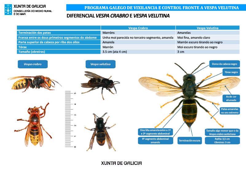 Diferencia entre avispa Velutina y la avispa Crabro