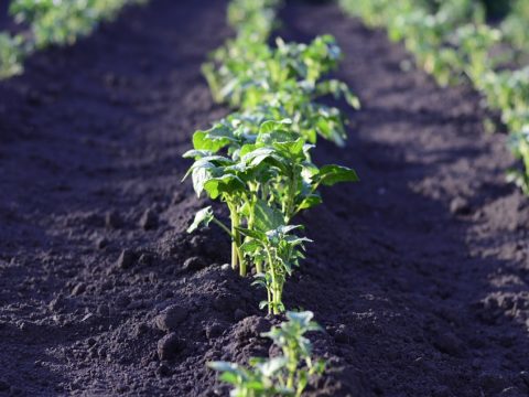 Organizar la huerta