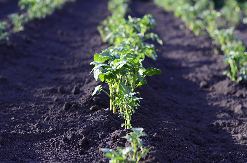 Organizar la huerta