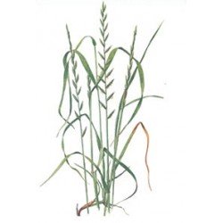 RAY GRASS ITALIANO ANSYL TETRAPLOIDE 5kg